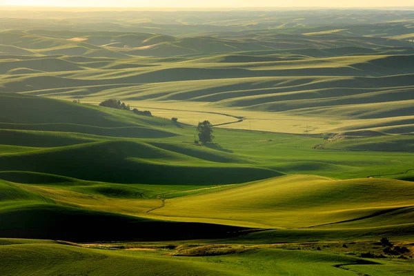 Горбисті Штаті Вашингтон Palouse Під Сонцем Встановити — стокове фото