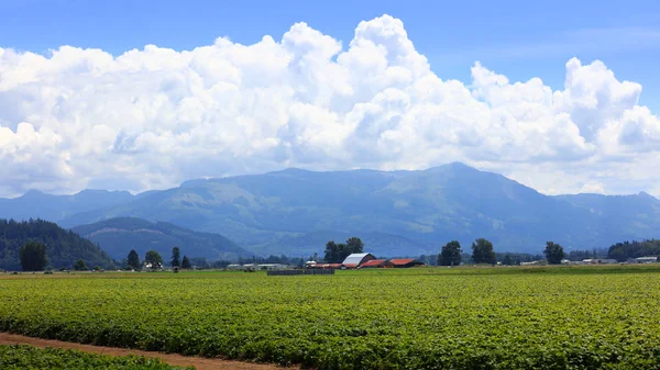 Paisaje Granja Escénico Valle Skagit Washington — Foto de Stock