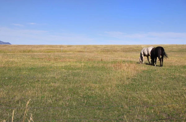 イエローストーン国立公園の近くの広い草原で放牧している2頭の馬 — ストック写真