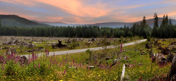 Vilda Blommor Landsbygden Washington State — Stockfoto