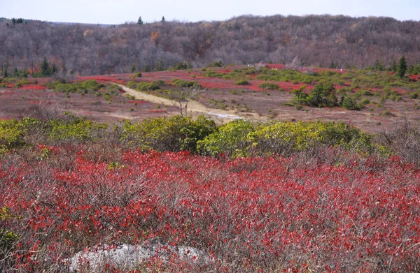 Sonbahar Batı Virginia Dolly Sods Manzara — Stok fotoğraf