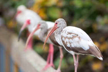 Ava hazır bir çit üzerinde boyalı leylek
