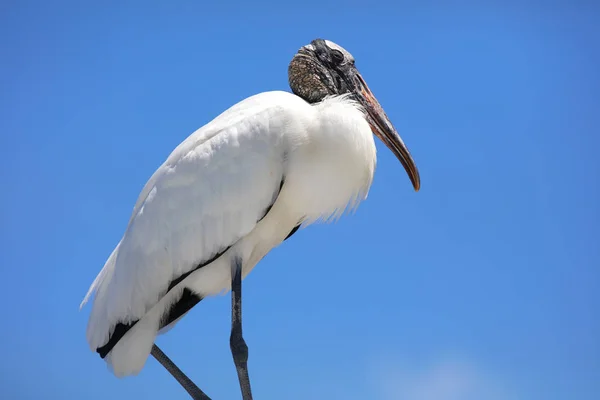 Mavi Gökyüzüne Karşı Ibis Kuş — Stok fotoğraf