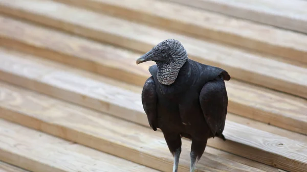 木製の階段に黒いハゲワシ — ストック写真
