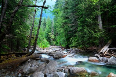 Tye Nehri manzaralı dere Northcascades Ulusal Ormanı, Washington