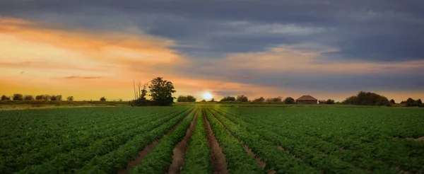 Paisagem Agrícola Panorâmica Vale Skagit Washington — Fotografia de Stock