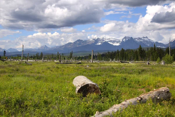 Arbres Morts Dans Parc National Des Glaciers — Photo