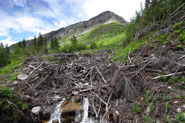 Arbres Morts Chutes Eau Dans Parc National Des Glaciers — Photo