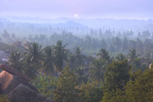 Kokosové Stromy Pole Pod Západem Slunce Nedaleko Hampi Indie — Stock fotografie