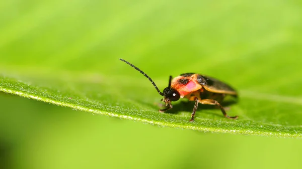 Colpo Vicino Lucciola Una Foglia — Foto Stock