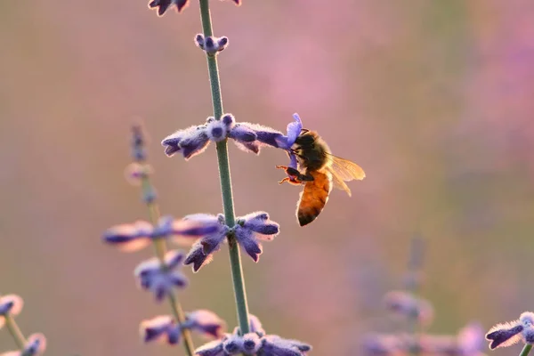 Abelha Coletando Pólen Flores Lavanda Fazenda — Fotografia de Stock