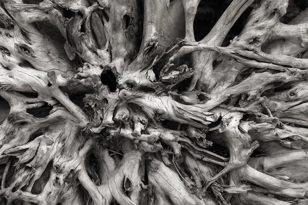 Ölü Ağacın Köklerinin Yakın Çekim — Stok fotoğraf