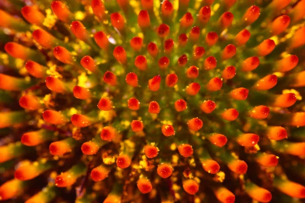 Extreme Nahaufnahme Von Gänseblümchenblütenpollen — Stockfoto