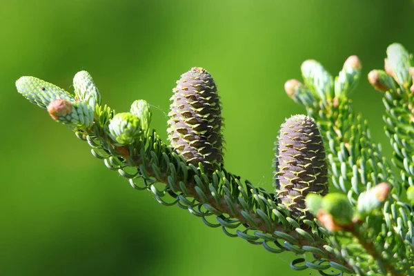 Verse Dennenappels Dennenboom — Stockfoto