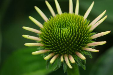 Sarı yeşil Papatya çiçek yakın çekim