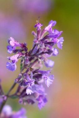 Lavanta çiçekleri yakın çekim
