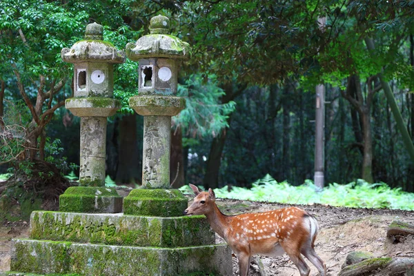 Nara Japonia Sierpnia 2019 Holy Dear Rock Latarnie Nara Park — Zdjęcie stockowe