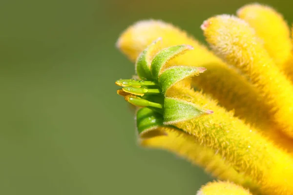 Extreme Close Shot Flower Pollen Stamen — Stock Photo, Image