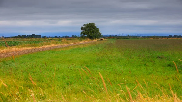 Alleenstaande Boom Midden Boerderij — Stockfoto