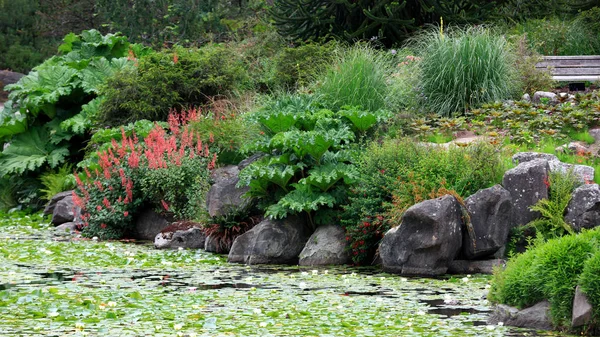 Rostliny Vancouveru Botanické Zahrady — Stock fotografie