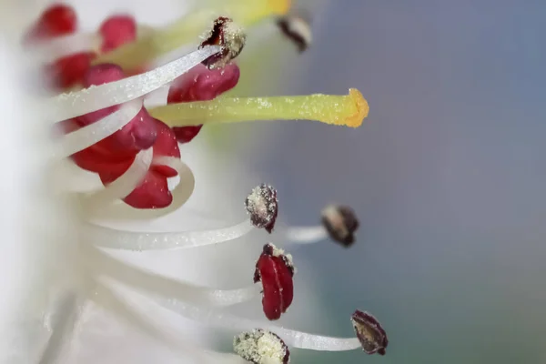 Екстремальний Крупним Планом Знімок Весняного Цвітіння Квіткових Деталей Створених Стеком — стокове фото