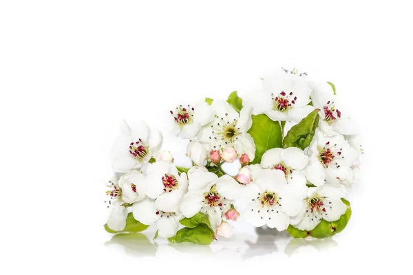 Close Shot Cherry Blossom White Background — Stock Photo, Image