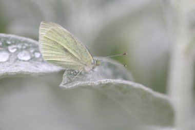 Sulu bir bitkiye yakın bir güve görüntüsü 