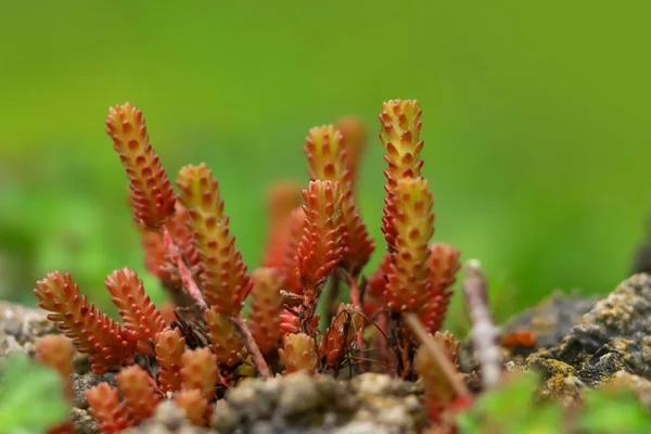 Μικρά Φρεσκοκαλλιεργημένα Ζουμερά Μικρά Φυτά — Φωτογραφία Αρχείου