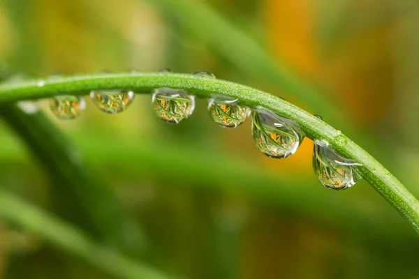 用聚焦点堆栈在植物上形成的许多水滴的近照 — 图库照片