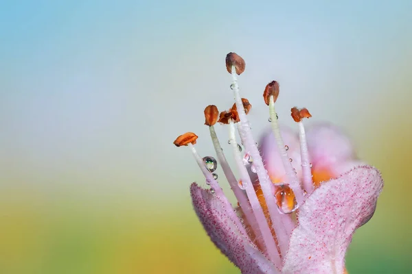 Kırmızı Kestane Ağacı Çiçeği Yakın Çekim — Stok fotoğraf