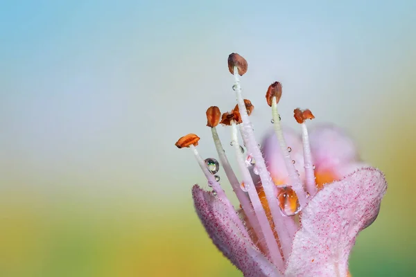 Castagno Rosso Fiore Primo Piano Colpo — Foto Stock