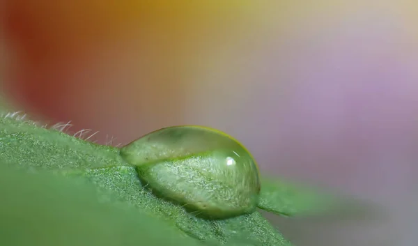 Extremo Primer Plano Gotita Agua Una Hoja — Foto de Stock