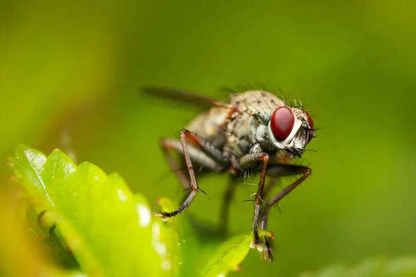 Extreme Közeli Felvétel Fly Egy Növény — Stock Fotó