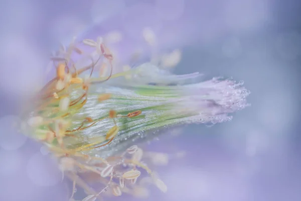 Close Shot Blue Flower Pollen Details — Stock Photo, Image