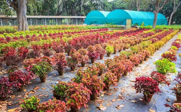 Kolorowe Rośliny Publicznych Ogrodach Lalbagh Bengaluru Indie — Zdjęcie stockowe