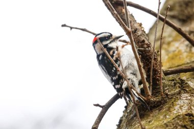 Ortanca benekli ağaçkakanı yakından çek
