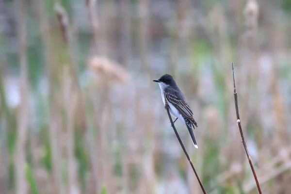 Árvore Engolir Pássaro Galho Junco — Fotografia de Stock