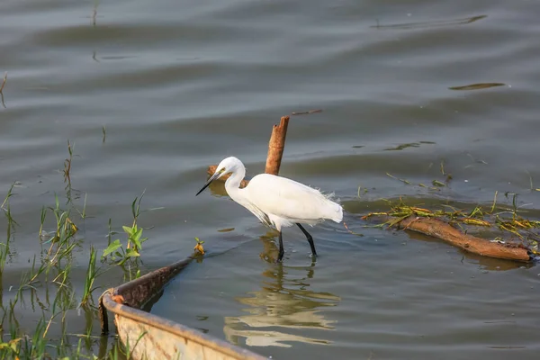 Kleine Zilverreiger Kolleru Meer India — Stockfoto