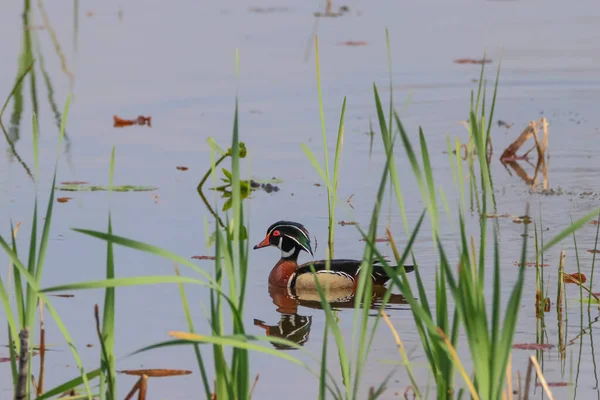 湖中美丽的木鸭 — 图库照片