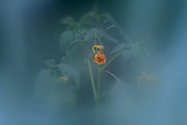 Küçük Sarı Çiçeğin Yakın Çekim Görüntüsü — Stok fotoğraf