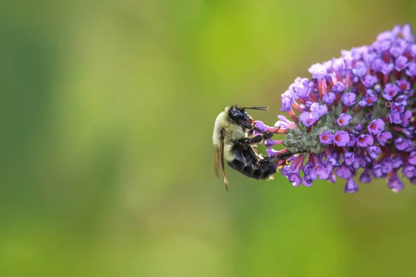 Méhek Virágport Gyűjtenek Virágoknál — Stock Fotó