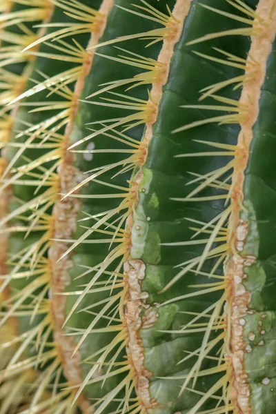 Extreme Κοντινό Πλάνο Του Φυτού Cactus Λεπτομέρειες — Φωτογραφία Αρχείου