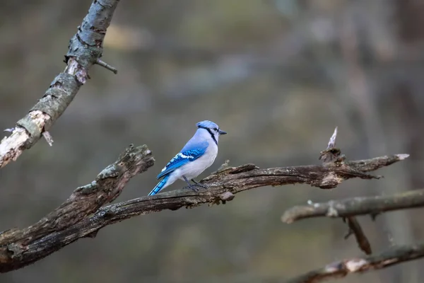 Blue Jay Uccello Sul Ramo Albero — Foto Stock