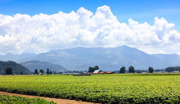 Paesaggio Paesaggistico Nella Valle Skagit Washington — Foto Stock