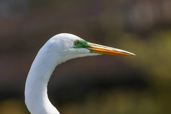 Gros Plan Aigrette Blanche Neige Sur Pelouse — Photo