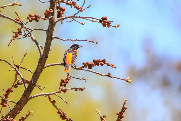 Close Shot Van American Robin Vogel Een Boom Tak — Stockfoto