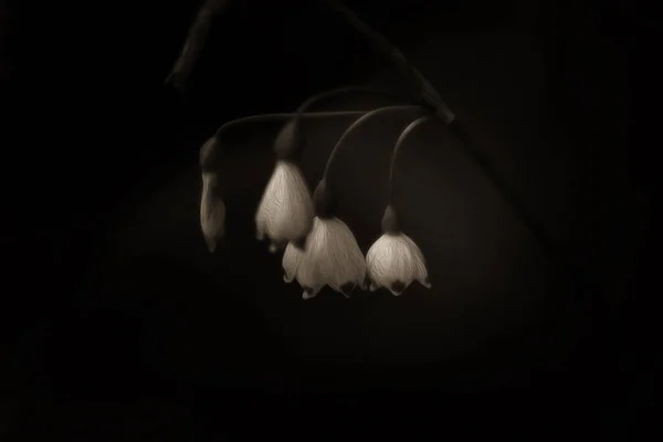 Zblízka Záběr Bílého Sněhu Kapky Květiny — Stock fotografie