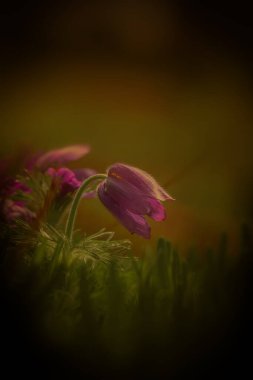 Yaban çiçekleri çayırda çiçek açar.