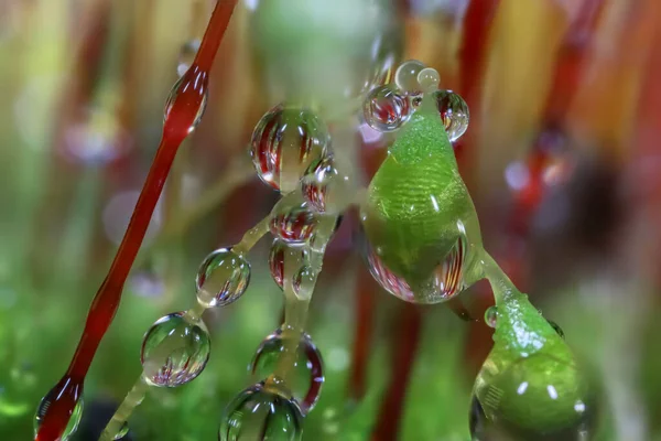 用聚焦点堆栈技术拍摄的带有水滴的新鲜苔藓生长特写图片 — 图库照片