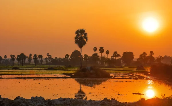 Paddy Fields Palm Trees Sun Set Andhra Pradesh India — Stock Photo, Image